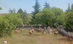 DAĞ KEÇİLERİ HARPUT MEZARLIKLARINDA