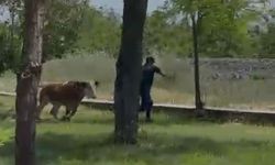 SAHİBİNDEN KAÇAN DANA PANİĞE NEDEN OLDU