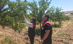AĞIN'DA BADEM BAHÇELERİNDE HASTALIK VE ZARARLI KONTROLÜ