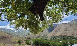 ARILAR AĞAÇTA OĞUL VERDİ