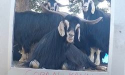 FENOMEN ÇOBANIN KEÇİSİ EKRAN BAŞINDA