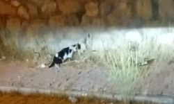 KEDİ İLE YILANIN MÜCADELESİ KAMERADA