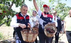 7 BİN DEKAR ALANDA KİRAZ HASADI DEVAM EDİYOR