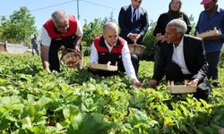 ÇİLEK HASADI YAPILDI