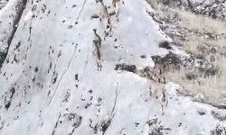 DAĞ KEÇİLERİ DRON KAMERASINDA