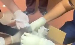 DOKTORLAR KEDİYİ TEDAVİ ALTINA ALDI