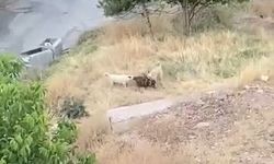SOKAK KÖPEKLERİ 2 KEÇİYİ TELEF ETTİ