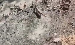 SÜRÜ HALİNDE DAĞ KEÇİLERİ GÖRÜLDÜ