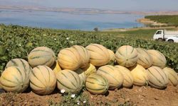 20 TON KAVUN HASADI BEKLENİYOR
