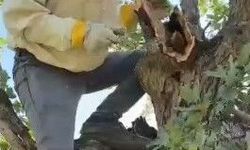 AĞACIN GÖVDESİNDEN 3 KİLO BAL ÇIKTI