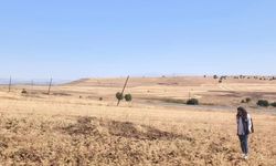 AĞIN'DA TÜYLÜ NOHUT HASADI DEVAM EDİYOR