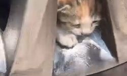 ARACIN TEKER KISMINA SIKIŞAN KEDİLER KURTARILDI