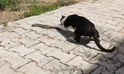 KEDİYLE YILANIN KAVGASI KAMERAYA YANSIDI