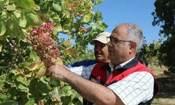 38 TON ANTEP FISTIĞI REKOLTESİ BEKLENİYOR