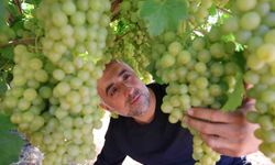 HASAT DÖNEMİ YAKLAŞTI