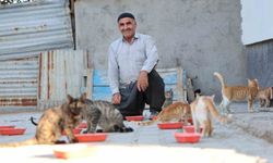 KEDİLERİN İSMAİL AMCASI