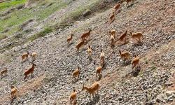 PALU KALESİNDE DAĞ KEÇİLERİ
