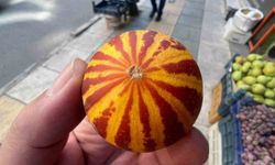 ŞAMAMA KAVUNU TEZGAHLARDA