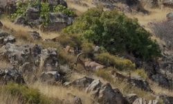 DAĞ KEÇİLERİ GÖRÜNTÜLENDİ