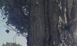 SİNCAPLARIN CEVİZ TOPLAMA TELAŞI