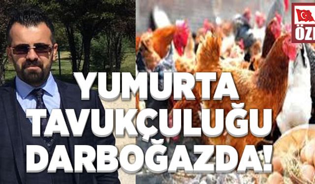  YUMURTA TAVUKÇULUĞU DARBOĞAZDA!