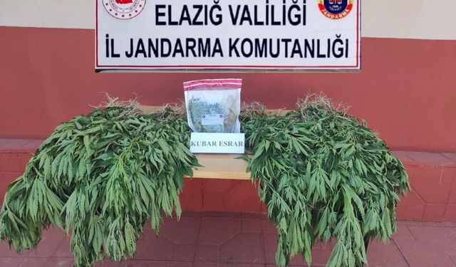 ELAZIĞ’DA 462 KÖK KENEVİR BİTKİSİ ELE GEÇİRİLDİ 