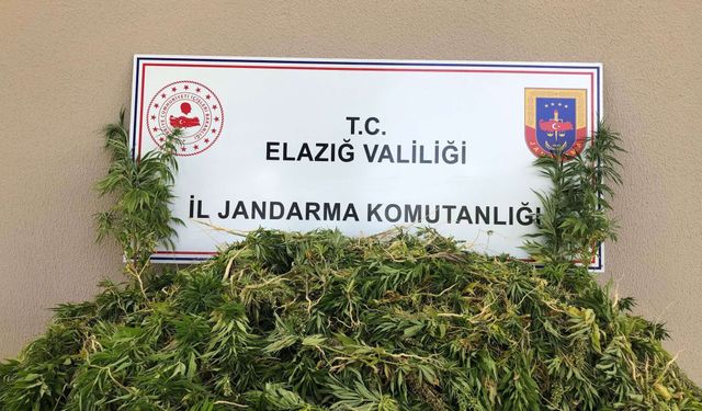 ELAZIĞ'DA 2 BİN 208 KÖK KENEVİR ELE GEÇİRİLDİ 