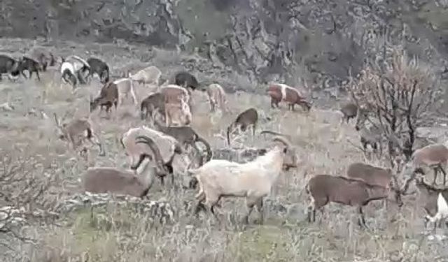 ELAZIĞ’DA DAĞ KEÇİLERİ GÖRÜLDÜ