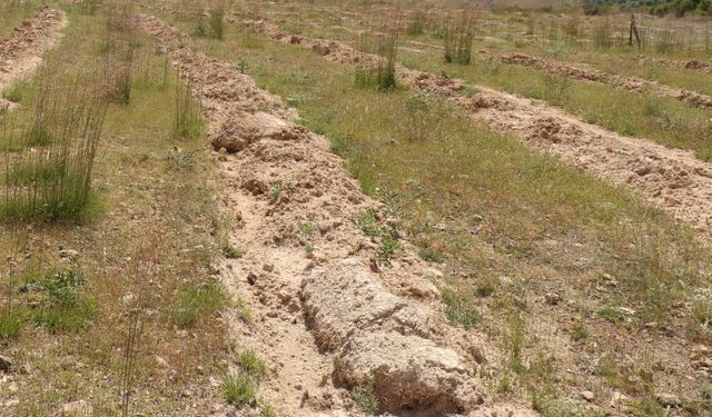 DİKİMİ YAPILAN ‘AMERİKAN TUZ ÇALISI’ BAŞARILI OLDU