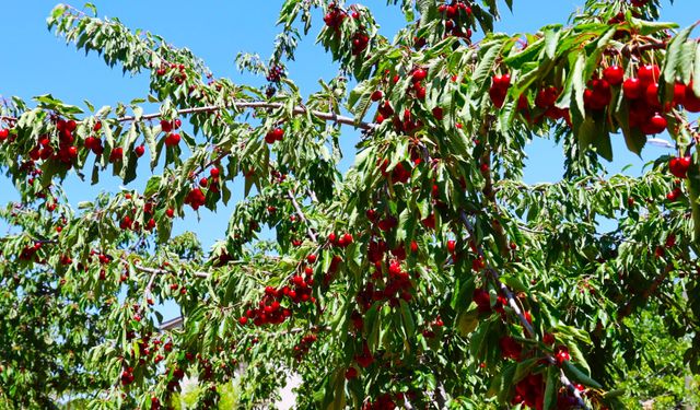 HARPUT'TA ERKEN KİRAZ HASADI