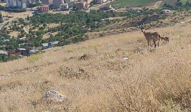 ELAZIĞ’DA DAĞ KEÇİLERİ GÖRÜLDÜ