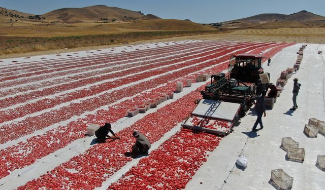 DÜNYA SOFRALARINI ELAZIĞ SÜSLÜYOR