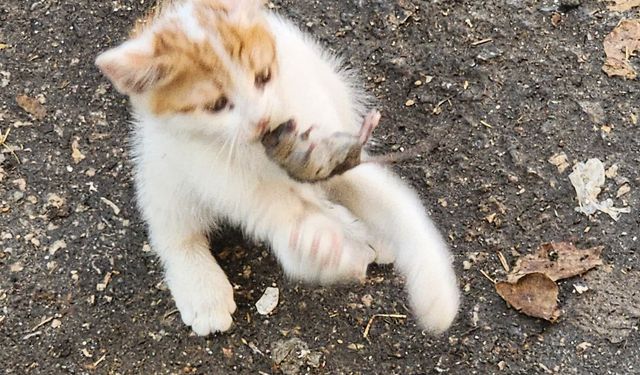 ‘KEDİNİN FAREYLE OYNADIĞI GİBİ OYNAMAK’ DEYİMİ ELAZIĞ’DA HAYAT BULDU