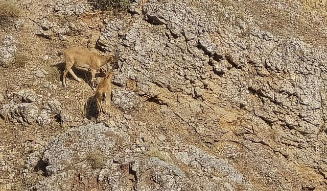 DAĞ KEÇİLERİ SÜRÜ HALİNDE HARPUT’TA GÖRÜNTÜLENDİ