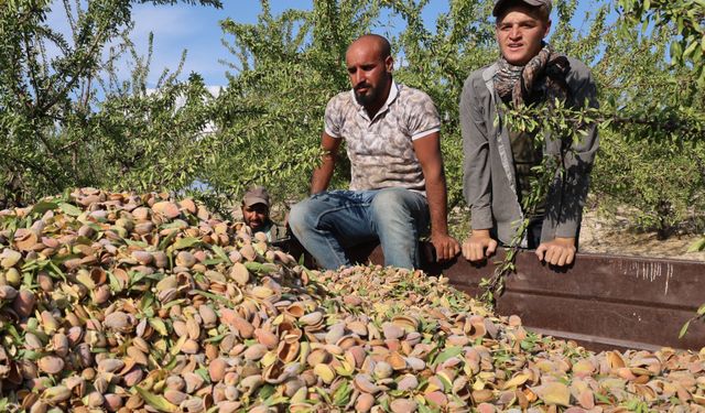 ELAZIĞ'DA BADEM HASADI SÜRÜYOR