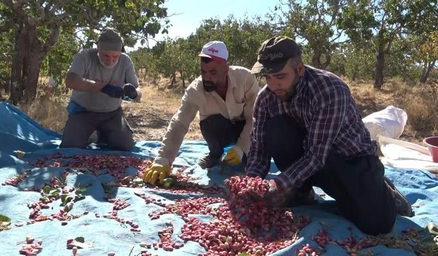 ELAZIĞ'DAN GAZIANTEP'E 'FISTIKLI' GÖZDAĞI