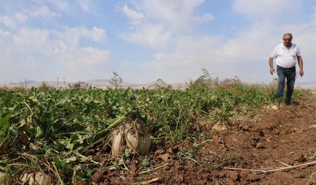 37 BİN DÖNÜM ALANDA PANCAR HASADI BAŞLADI