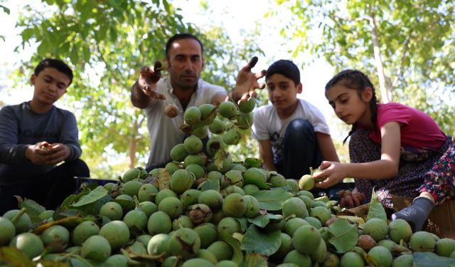 ELAZIĞ'DA CEVİZ HASADI BAŞLADI