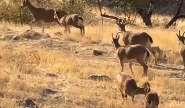 ELAZIĞ’DA KORUMA ALTINDA OLAN DAĞ KEÇİLERİ GÖRÜLDÜ