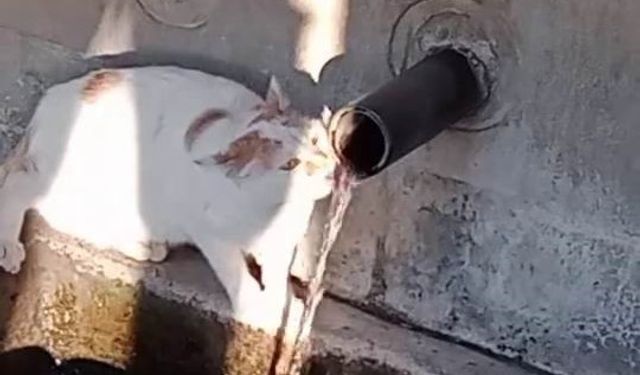 SU SIRASI KEDİNİN