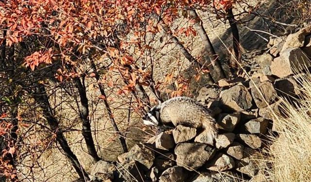 KIRMIZI LİSTEDE BULUNAN ‘PORSUK’ ELAZIĞ’DA GÖRÜLDÜ