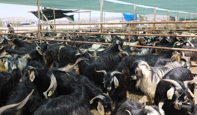 KURBAN KESİM ALANLARI AÇIKLANDI