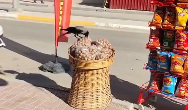 HIRSIZ KARGA KAMERADA...