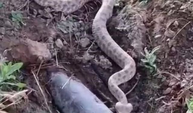 KOCA ENGEREK YILANI GÖRÜLDÜ