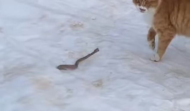 KEDİNİN YILANLA MÜCADELESİ GÜLDÜRDÜ