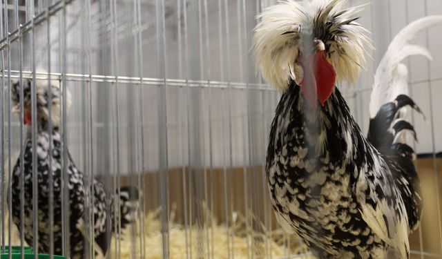 SÜS TAVUKLARI ELAZIĞ'DA BULUŞTU