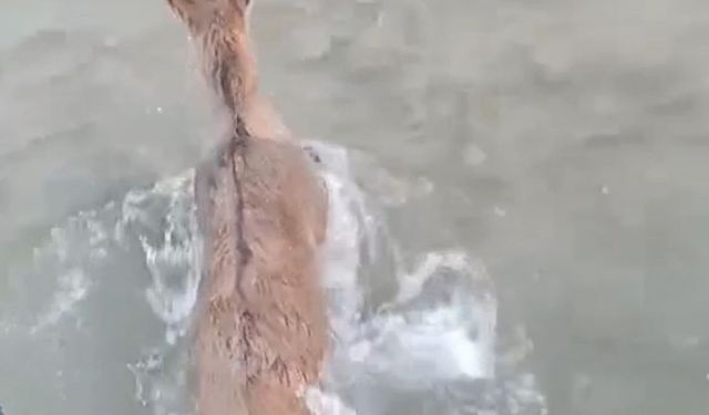 KURTTAN KAÇARKEN GÖLE DÜŞTÜ