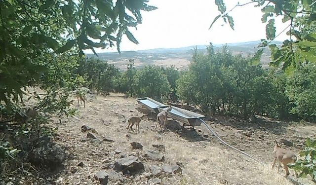 DAĞ KEÇİLERİ GÖRÜNTÜLENDİ