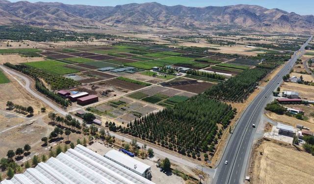 DAĞLARIMIZ KEL FAKAT FİDAN ÜRETİMİNDE ÜST SIRADAYIZ