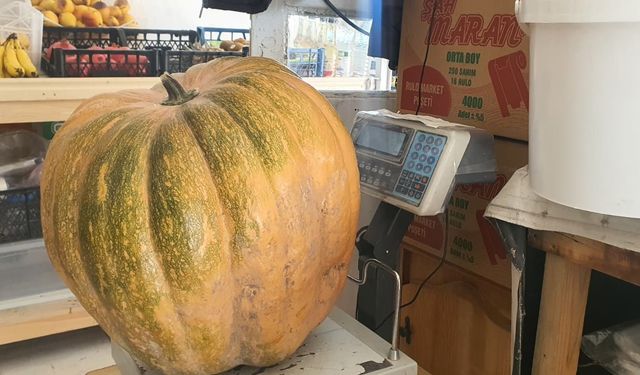 ATA TOHUMU KABAKLAR 35 KİLOYA ULAŞTI